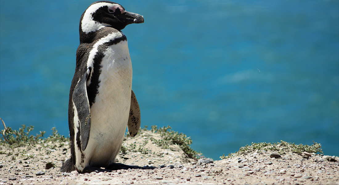 歩いてるペンギンの画像