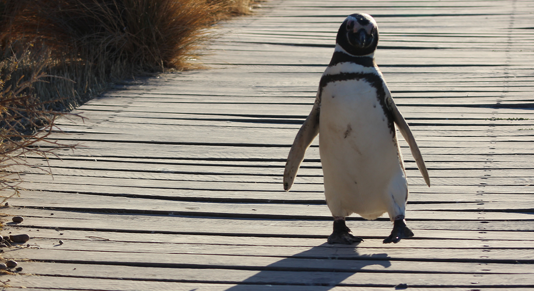 泳いでるペンギンの画像
